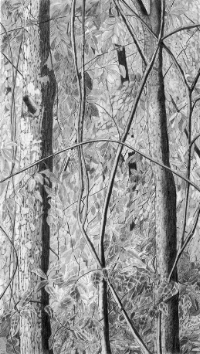 Crater Hill Trees  1