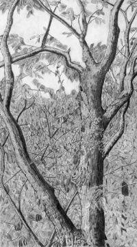 Crater Hill Trees  3