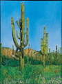 Saguaro in Bloom