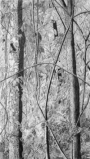 Crater Hills Tree 1