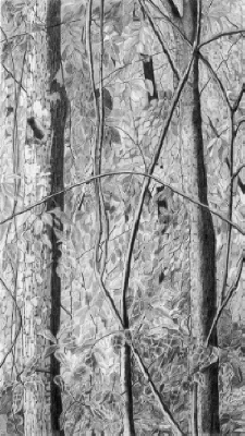 Crater Hills Tree 1