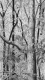 Crater Hills Tree 2