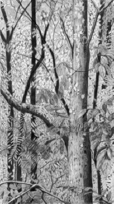 Crater Hills Tree 2