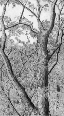 Crater Hills Tree 3