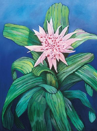 small_Aechmea Fasciata